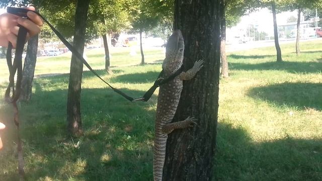 Капский варан на прогулке смотреть онлайн