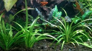 Plants Info | ДЛЯ НОВИЧКА | Sagittaria subulata (Стрелолист)