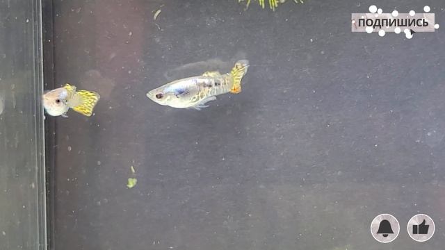 Это #тигр #гуппи или не тигр/ is it a #tiger or not a tiger #guppy смотреть онлайн