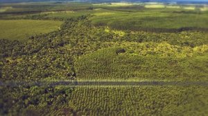 Rainforest Restoration in Brazil’s Atlantic Forest