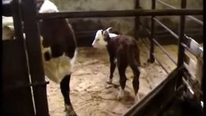 КРС Герефордской породы