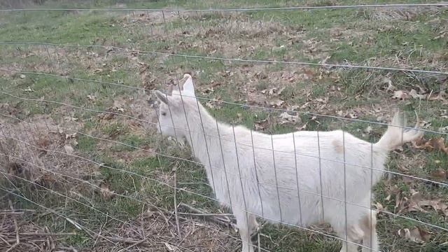We Found Another Spot Where The Goats Were Escaping... смотреть онлайн