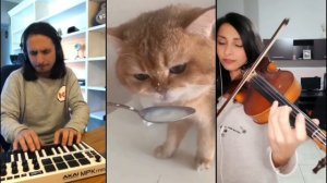 The Kiffness X NumNum Cat X Violin