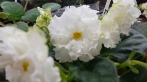 Самые красивые белые фиалки|Какие они