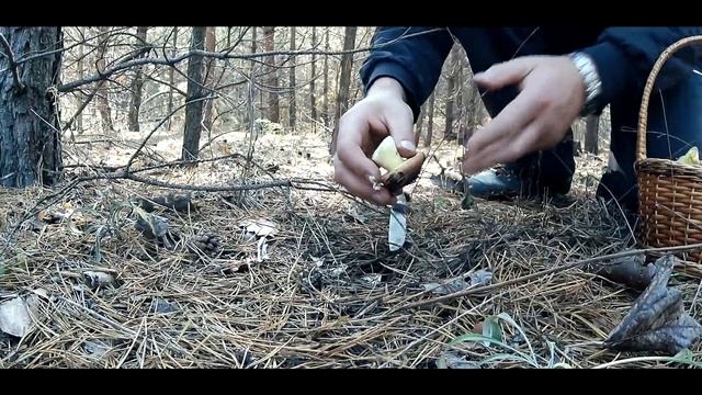 Поход за грибами. Маслята . Збор грибов в лесу?