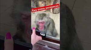 Главный подписчик)