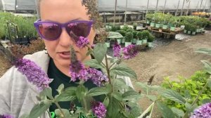 How to trim your butterfly bush