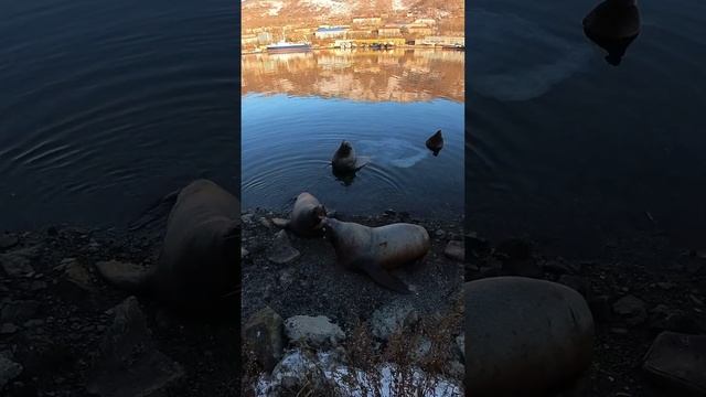 Sea lions in the city of Petropavlovsk Kamchatsky