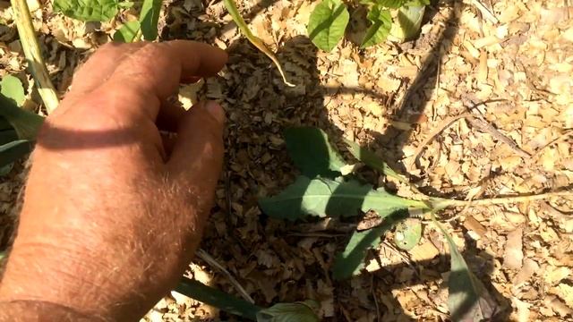 Наш уход за луком эксибишен после высадки в грунт. Лук эксибишен за один сезон через рассаду. смотреть онлайн