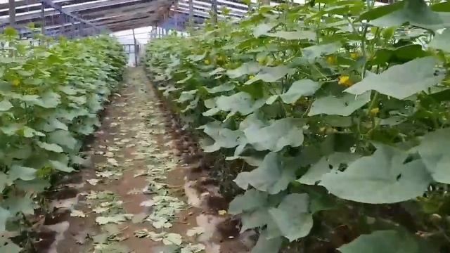 Серая гниль на огурце. Обрезка листьев. Посадка второй оборот. Приключения продолжаются смотреть онлайн