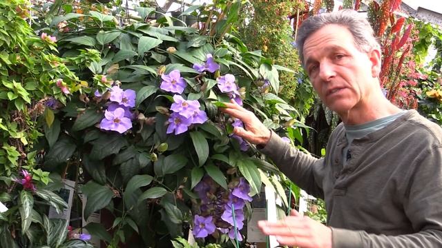 Growing Skyflower (Thunbergia laurifolia) смотреть онлайн