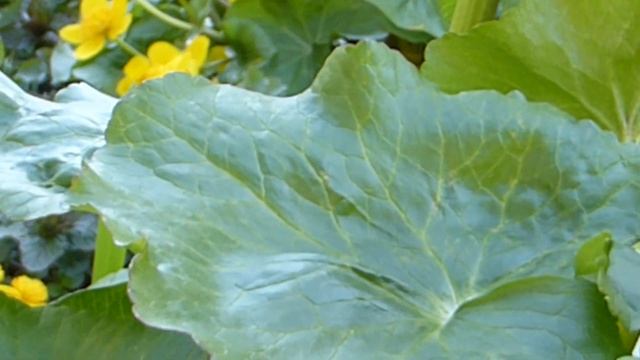 Mars marigold - Caltha palustris - Hofsóley - Vatnaplöntur смотреть онлайн