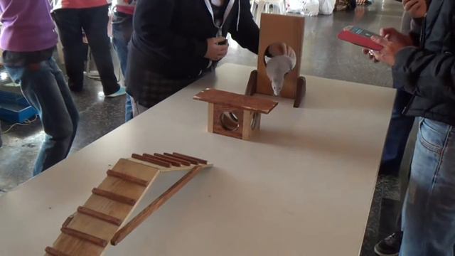 Крысиное аджилити / Rat Agility