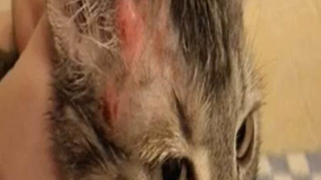 Как капать капли от блох кошке правильно смотреть онлайн