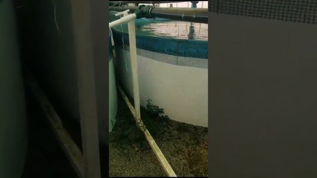 Разведение форели в Майкопе смотреть онлайн