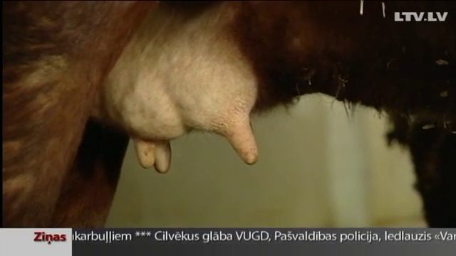 Латвийские буренки вымирают. Порода латвийская бурая на грани исчезновения смотреть онлайн