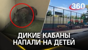 Дикие кабаны напали на детей в центре Ростова. Откуда они взялись - неизвестно