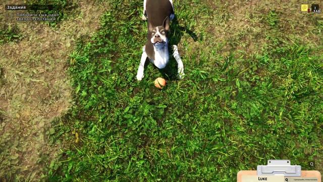 Animal Shelter. Серия 3. Приют для кошек #Animal Shelter смотреть онлайн