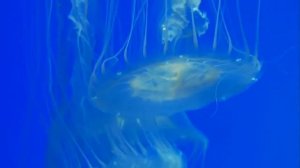 САМЫЕ ОПАСНЫЕ СИТУАЦИИ, и как из них выбраться