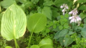 Сад в тени под орехом. Что посадить? ?