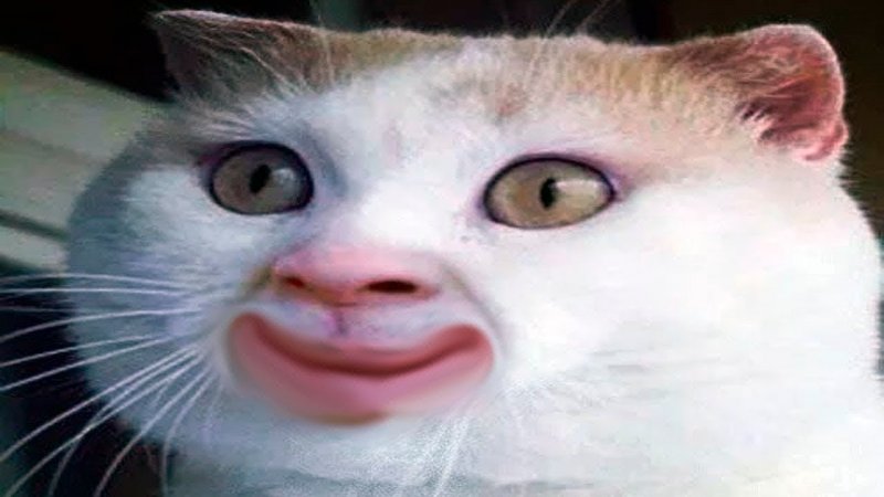 Милые котики