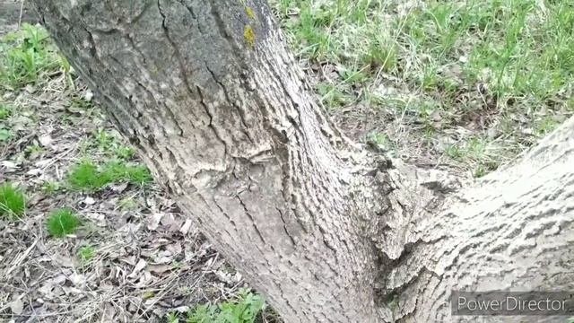 Побелка сада. Чем лучше?