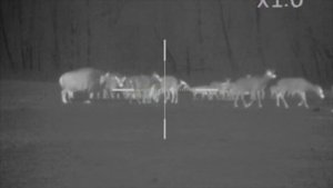 FORTUNA.ARMY - тепловизионный прицел, охота с теплоивзором, прицел для винтовки