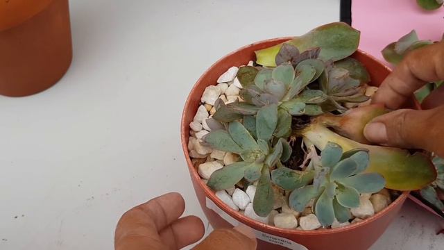 Removiendo hijuelos, el soplador que uso y reemplazo a la bombita sopladora y mas😊😊😊🌵🌵🌈🌈 смотреть онлайн