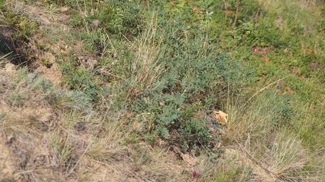 Растительность Центральной Якутии смотреть онлайн