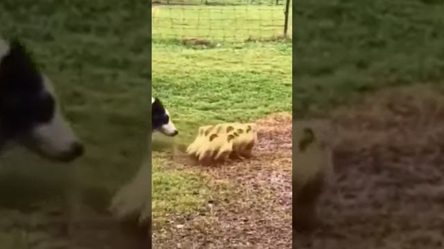 Собака-нянька