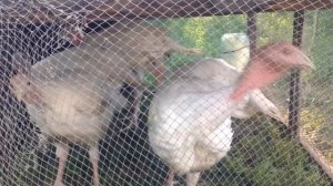 Технология выращивания бройлерных индюков БИГ - 6 за 150 дней от птенца до тушки 25 кг