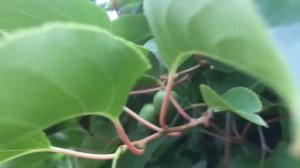 Урожай КИВИ ? в Подмосковье #киви #кививподмосковье #сад #садсвоимируками