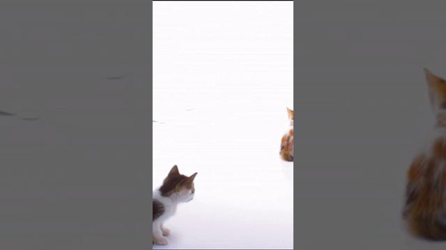 Невероятно милые котята веселятся и играют в этом очаровательном видео! 🐱💕