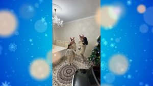 Как наряжать ёлку с детьми @misskaty1133 @MilashaUmka @LikeNastyaofficial @dbillions_russian