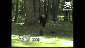 Кот прогнал медведя