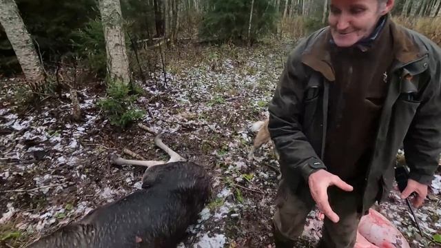 Охота #279 крупный лось, инспекция, квадроциклы смотреть онлайн