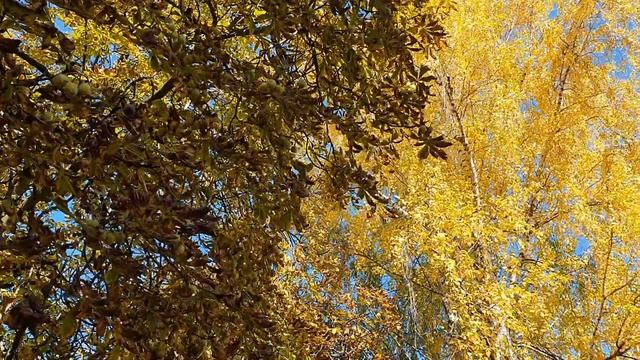 Покров Пресвятой Богородицы! Что можно и нельзя делать на Покров . Приметы на Покров