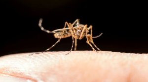 Насекомые для детей Учим насекомых Развивающие мультики для малышей Насекомые звуки пчела, жук...