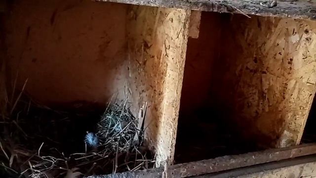 Размеры курятника своими руками. Содержание курей. Кормление.