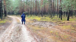 ХАГИ ВАГИ ПРОТИВ ШЕРЛОКА. СТРАШИЛКИ В ЛЕСУ. БРОС ШОУ ПЕТ