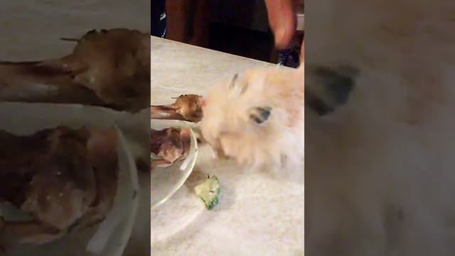 Хомяк ест кости 😒. Странно?😇💞 смотреть онлайн