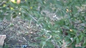 Сорт яблони  Джонаголд Эрли Квин 2015