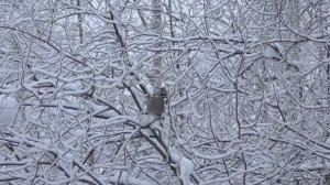 ОХОТА НА ГЛУХАРЯ, КУРОПАТКУ И РЯБЧИКА / ХОРОШИЕ МОМЕНТЫ ОХОТЫ 2022-2023г. ОХОТА РЫБАЛКА "ПИЖМА"