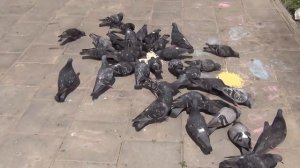 Челлендж и голуби/ Challenge and pigeons.