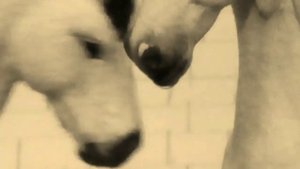 Клип №1 на конкурс LUCKY HORSE.