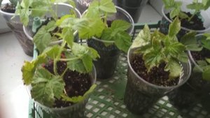 Малина Карамелька и Малиновая гряда.Размножение.