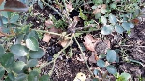 Роза "Аспирин" от "Тантау".  Выкопать или оставить зимовать в грунте?