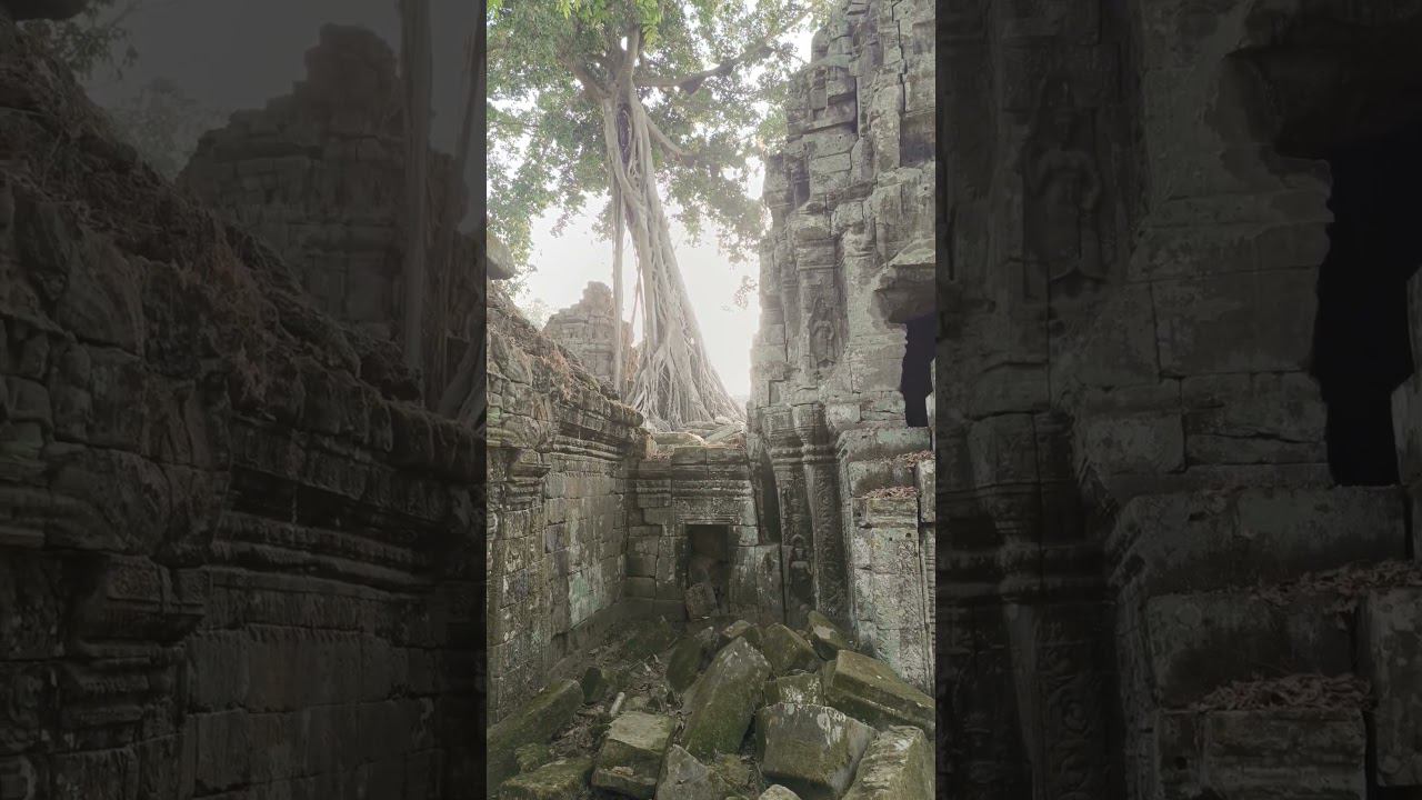 Магические джунгли захватившие Ангкор #камбоджа смотреть онлайн