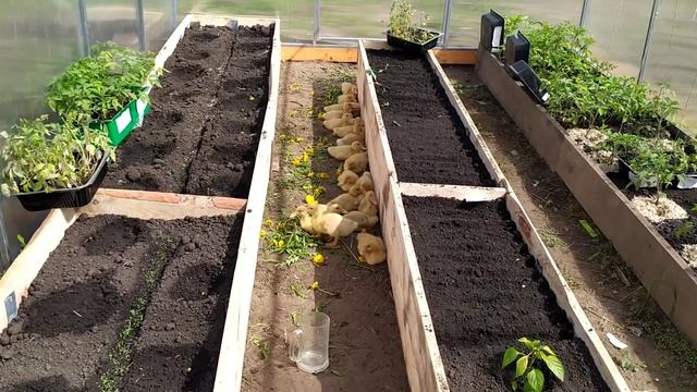 покупка утят ст 5 смотреть онлайн