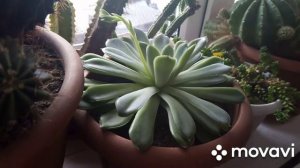 ?Эхеверия цветет!!!